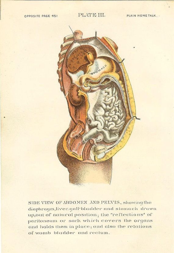 Antique anatomical plate of the abdomen in side view