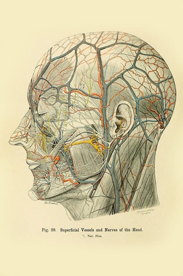 Antique anatomical plate of the vessels and nerves of the head