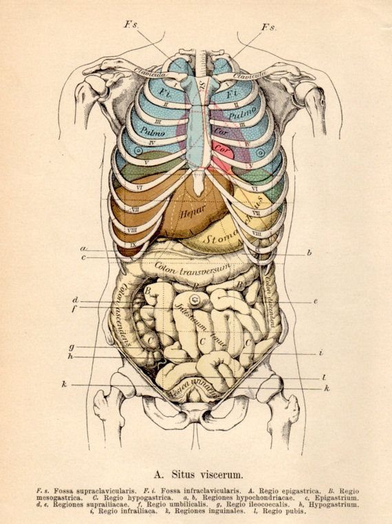 Antique anatomical plate of the organs within the rib cage