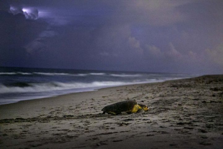 A sea turtle crossing a beach at night under a stormy sky